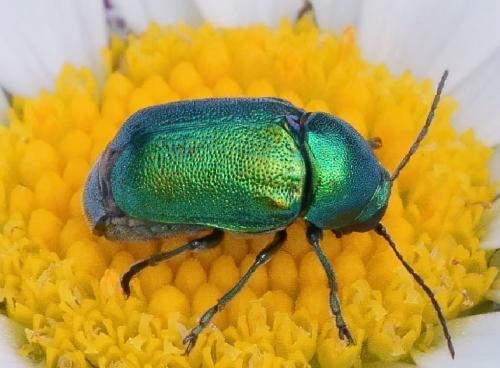 Cryptocephalus sp.